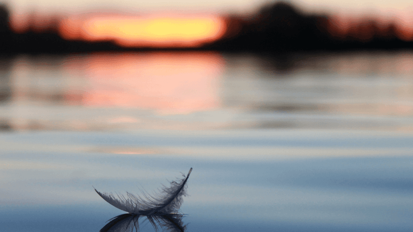 Lugnt vatten med en fjäder på ytan och solnedgång